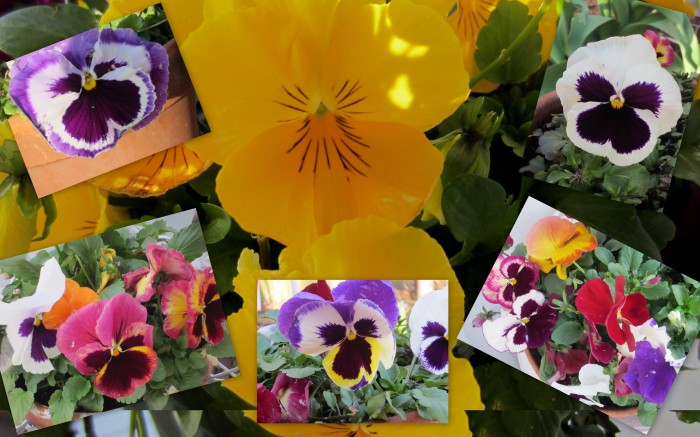 pansies