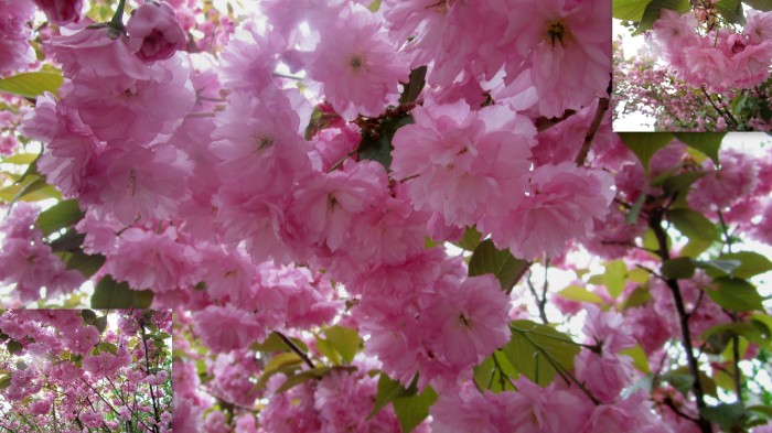 cherry blossoms1